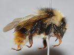 Bombus inexspectatus Female